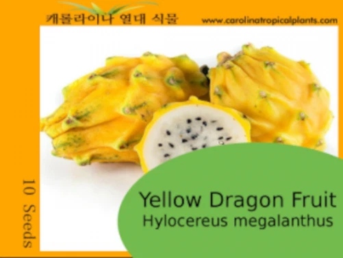 Dragon Fruit Seeds for Planting